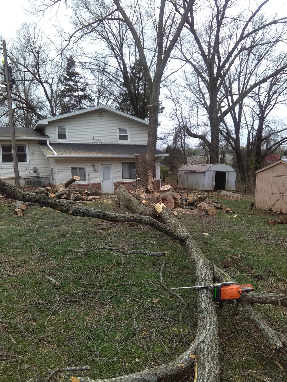 tree laying behind house