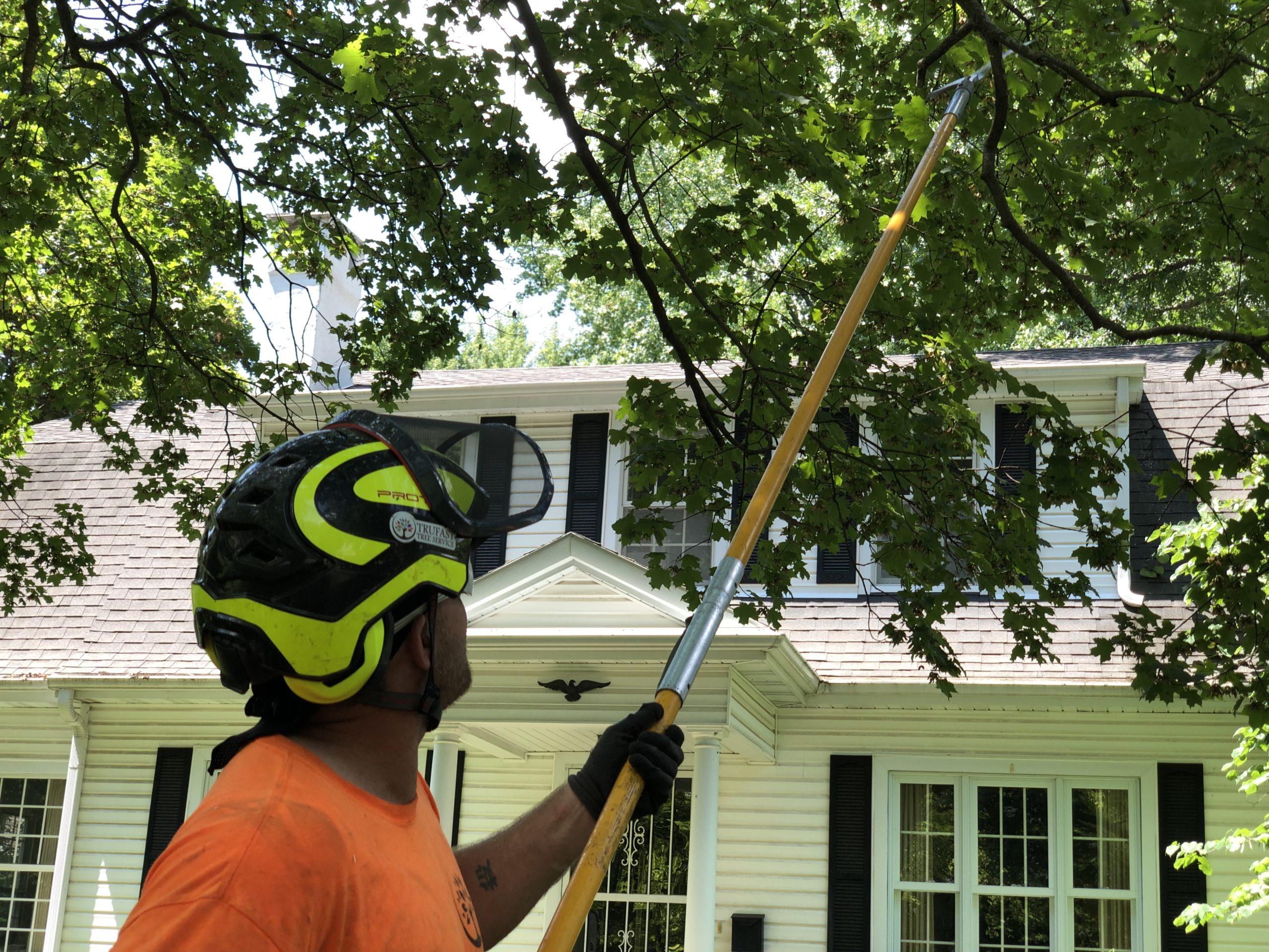 tree ttrimming with tool